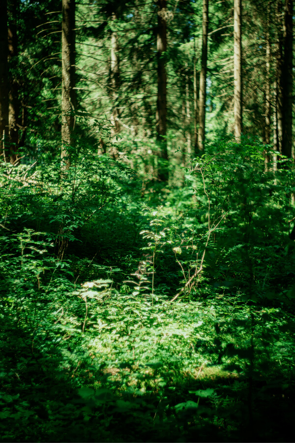 Ökobrille Wald