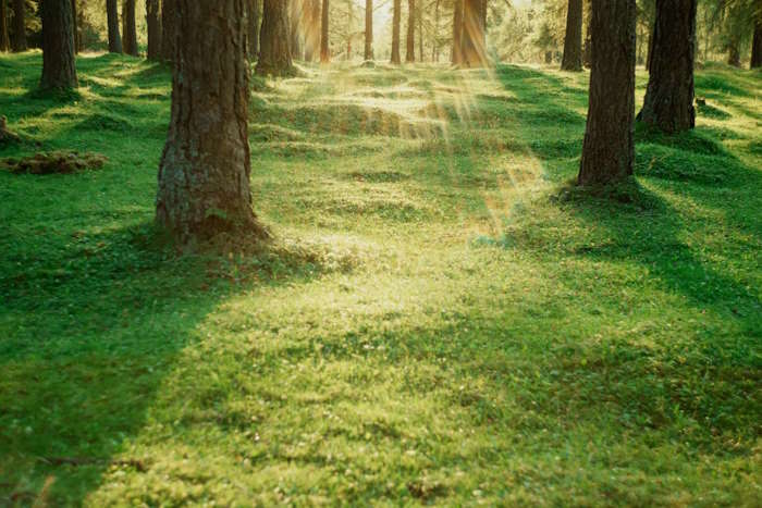 Waldlandschaft mit Sonnenstrahlen, die durch die Bäume fallen