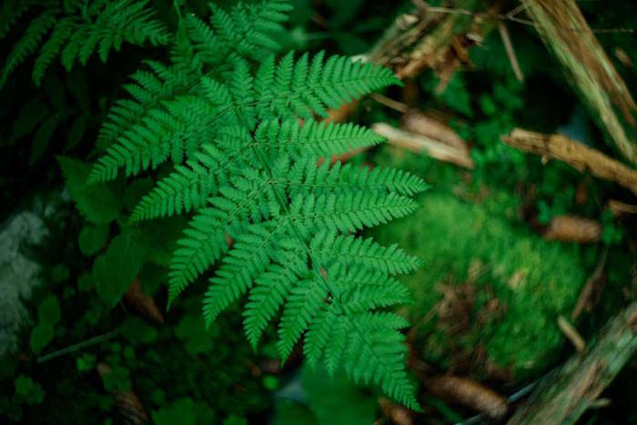 Nahaufnahme eines grünen Farnblattes im Wald, umgeben von natürlicher Vegetation, symbolisch für Frische und Natur, mit subtiler Verbindung zum Thema Augenringe.