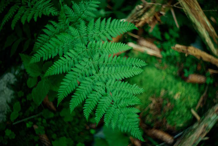 Grüner Farn im Wald – natürlicher Kontrast zum Einfluss von künstlichem Blaulicht.