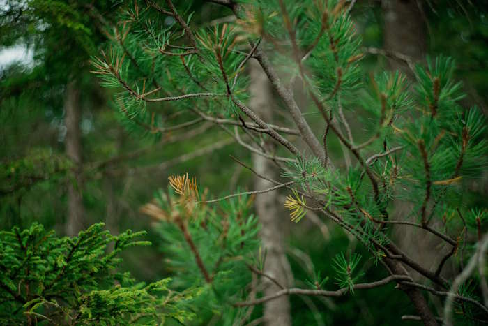 Detailaufnahme von grünen Tannenzweigen im Wald – Slow Fashion für Augen