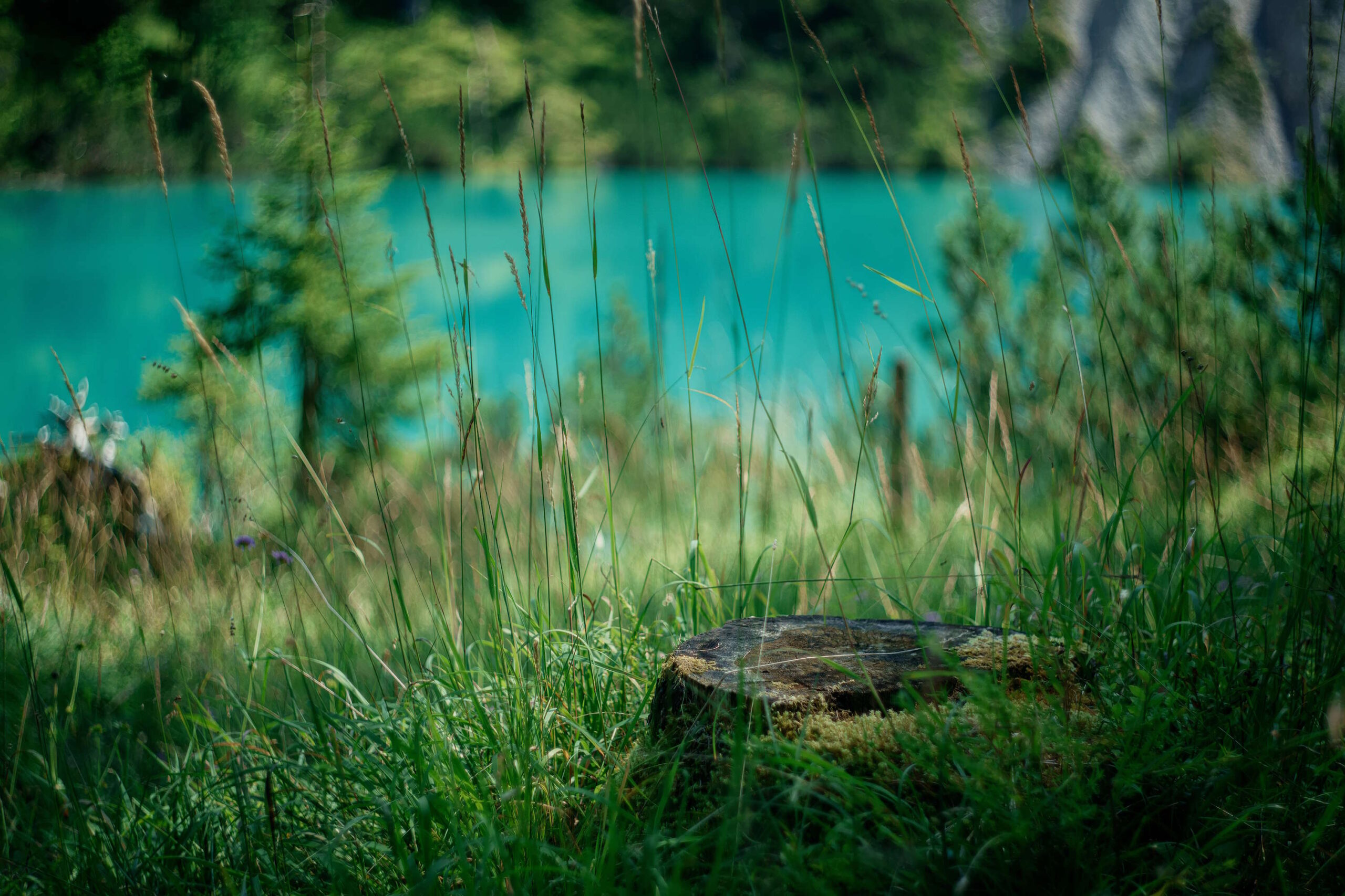 Wiese am See mit scharfen und unscharfen Bildelementen – Augenzucken