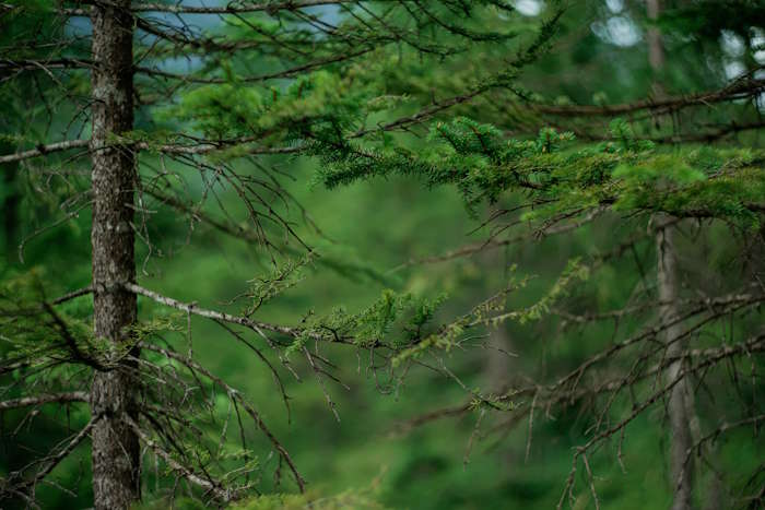 Waldlandschaft mit Fokus auf grüne Tannen – Sehen ab 40